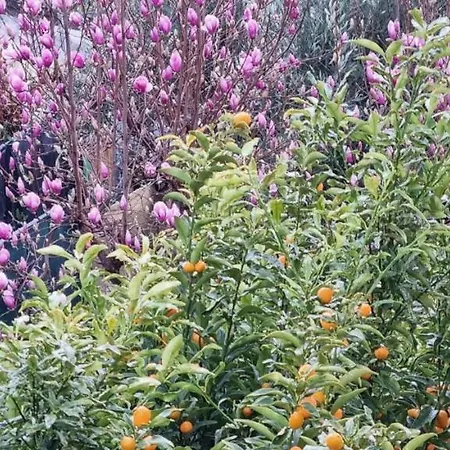 Πανσιόν Soleluna Αλμπένγκα